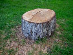 Best Hazardous Tree Removal  in Magee, MS