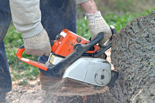 Trusted Magee, MS Tree Care Experts