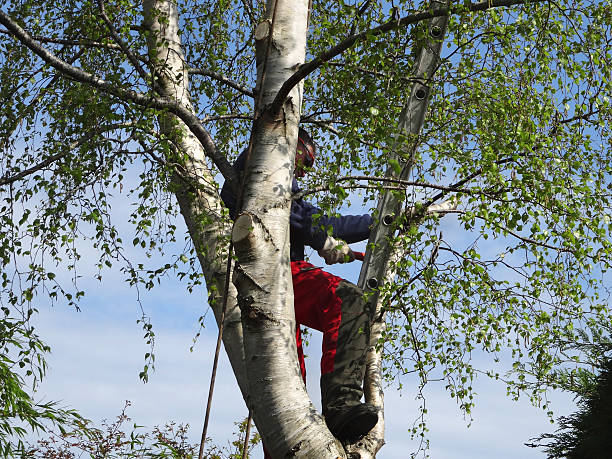 Best Storm Damage Tree Cleanup  in Magee, MS
