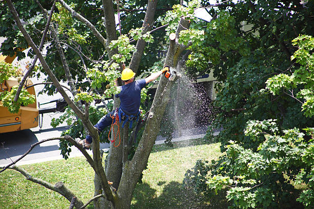 How Our Tree Care Process Works  in  Magee, MS