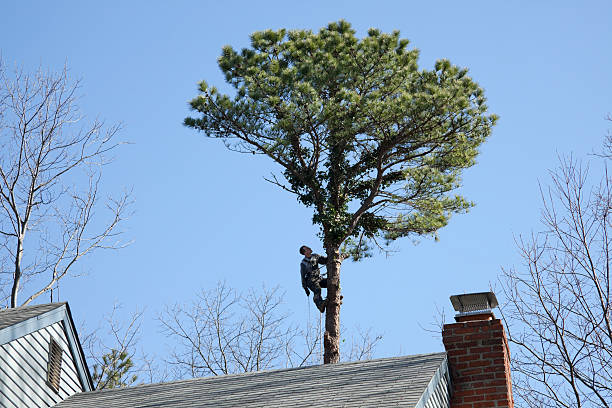  Magee, MS Tree Care Pros